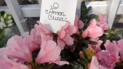 “o-amor-cura”:-vizinhos-deixam-flores-em-homenagem-as-vitimas-do-acidente-aereo-em-vinhedo