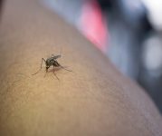 alto-tiete-chega-a-39-mortes-por-dengue-no-ano,-apos-idosos-morrerem-em-suzano-e-poa