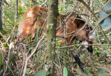 lobo-guara-resgatado-pela-policia-ambiental-apos-ser-atropelado-se-recupera-e-e-solto-em-aguai