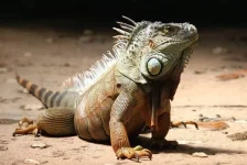 dia-do-lagarto:-curiosidades-do-maior-grupo-de-repteis-do-mundo