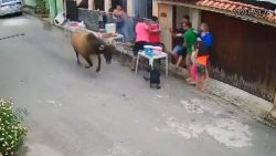 vinganca?-boi-invade-churrasco-e-assusta-familia;-veja-video