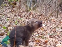 filhote-de-lobo-aprende-a-uivar-e-camera-de-pesquisadores-registra-momento-fofo