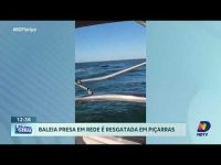 baleia-jubarte-e-resgatada-de-rede-de-pesca-em-picarras