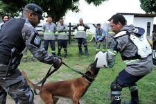 ocorrencias-com-caes-preocupam-concessionaria-de-energia-no-oeste-do-para