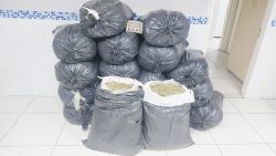 policia-militar-apreende-mais-de-270kg-de-maconha-em-sertania