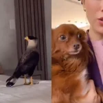 gaviao-pode-comer-um-cachorro?-ave-invade-casa,-assusta-pet-e-moradora;-video