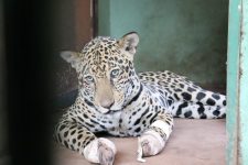 em-tres-meses,-564-animais-foram-resgatados-dos-incendios-no-pantanal