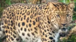 tinder-animal:-leopardo-da-‘match’-em-companheira-em-‘site-de-namoro’