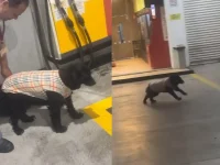 cachorro-de-posto-de-gasolina-esbanja-alegria-com-roupa-nova;-veja-o-video