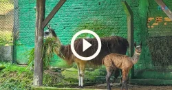 parque-zoobotanico-de-brusque-celebra-nascimento-de-filhote-de-lhama:-‘emocionante’