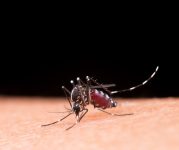 prefeitura-confirma-primeiro-caso-de-chikungunya-em-bauru-no-ano