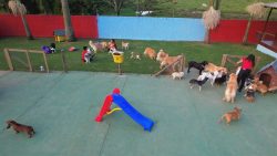 vida-de-cao?-creche-para-cachorros-tem-piscina,-parquinho-e-gramado