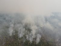 video:-anta-e-resgatada-de-incendio-no-parque-guajara-e-‘adota’-brigadistas