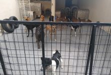 protetora-de-animais-aluga-casa-e-faz-moradia-exclusiva-para-caes-vitimas-de-maus-tratos:-‘ve-los-renascer-e-o-que-nos-move’