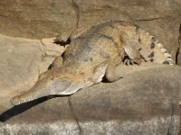 crocodilos-australianos-estao-sendo-envenenados-para-salvar-especie-de-extincao