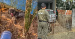 video:-grupo-de-caes-anemicos-e-resgatado-de-quintal-‘insalubre’-em-sao-francisco-do-sul