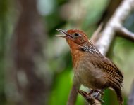 dia-do-folclore:-lendas-amazonicas-refletem-tradicao-e-respeito-pela-natureza