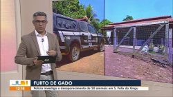 policia-investiga-furto-de-50-vacas,-em-sao-felix-do-xingu