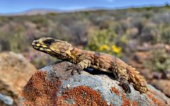 lagarto-que-imita-tatu?-especie-africana-impressiona-por-mecanismo-de-defesa-curioso