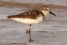 brasil-possui-sete-especies-de-aves-limicolas-em-risco-de-extincao