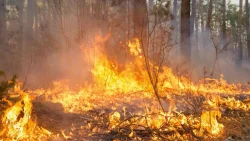 homem-morre-de-parada-cardiorrespiratoria-apos-inalar-fumaca-em-queima-de-vegetacao-em-sc