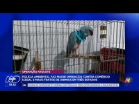 policia-ambiental-realiza-maior-acao-contra-comercio-ilegal-de-animais-em-sc