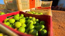 colheita-de-goiaba-na-entressafra-garante-melhores-precos-aos-agricultores