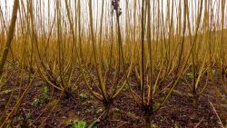 agro-saude-e-cooperacao-–-producao-de-vime-em-sc