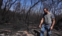 incendios-em-sp-destroem-apiarios,-comprometem-producao-de-mel-e-polinizacao-de-plantas:-‘trabalho-de-uma-vida-inteira-foi-embora’