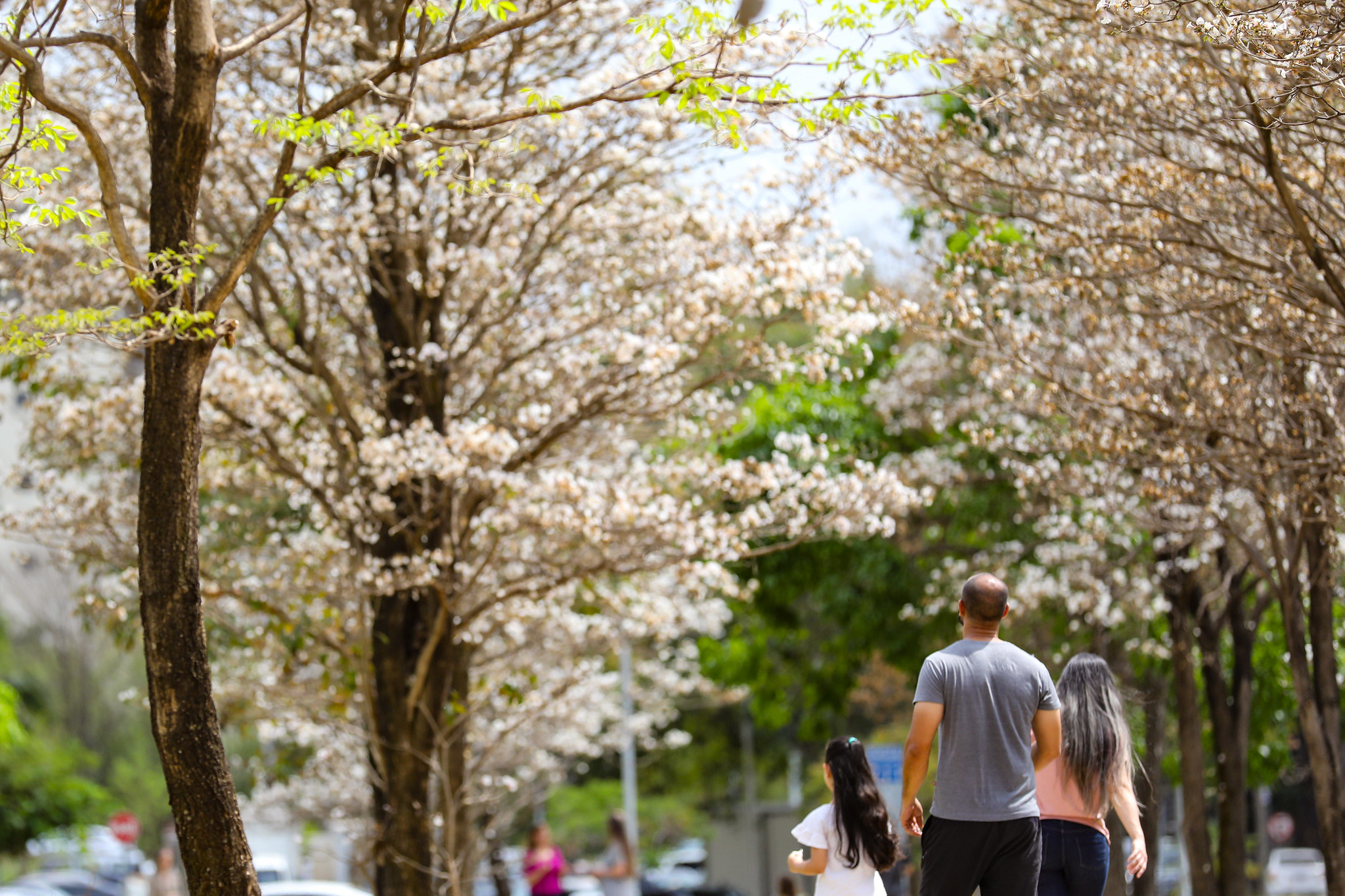 Floração simultânea de ipês embeleza as ruas do Distrito Federal