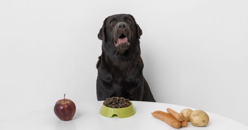 Se seu cachorro não come, veja sete remédios caseiros para abrir o apetite