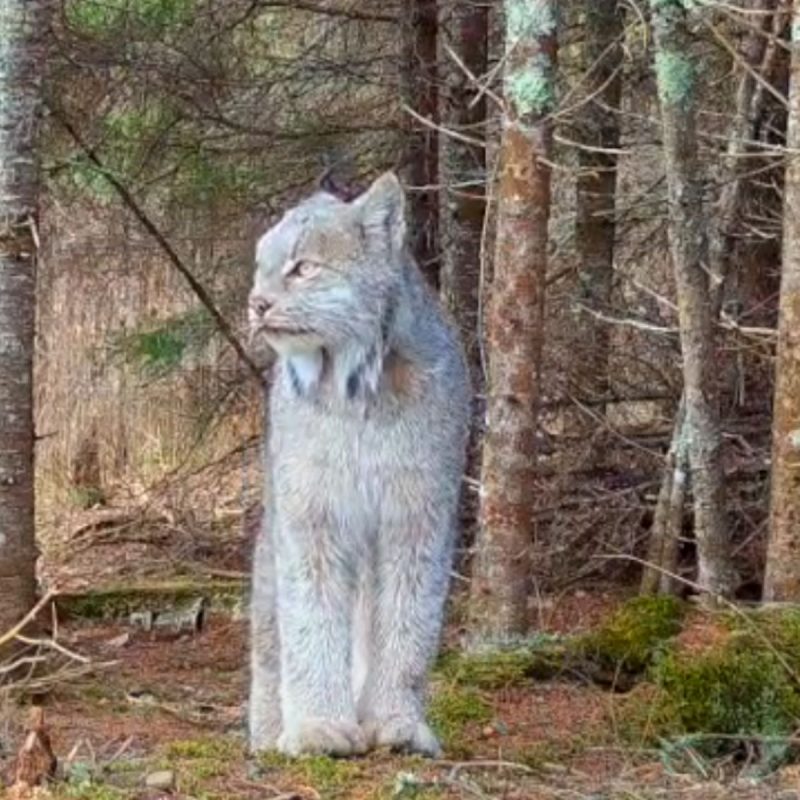 Felino ameaçado de extinção viralizou por 'posar'