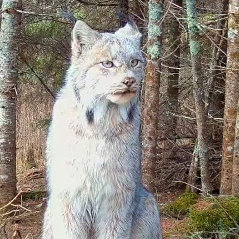 Felino ameaçado de extinção é avistado em floresta de difícil acesso