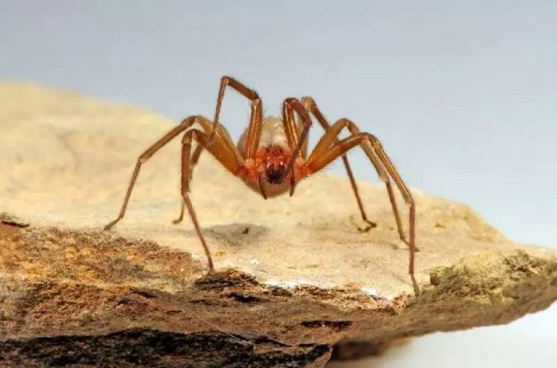 O Paraná é o estado com maior incidência de acidentes com aracnídeos, abrigando espécies altamente venenosas, como a aranha-marrom