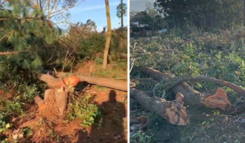 Árvores cortadas de maneira irregular nos Ingleses, em Florianópolis