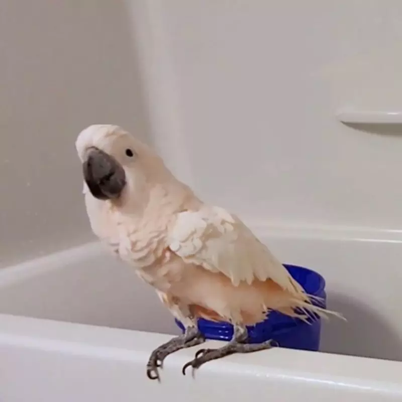 Cacatua tomando banho