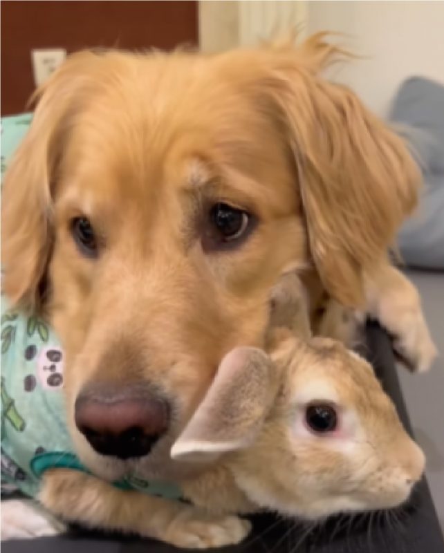 Cachorro deitado em cima de coelho, demonstrando amizade inusitada 