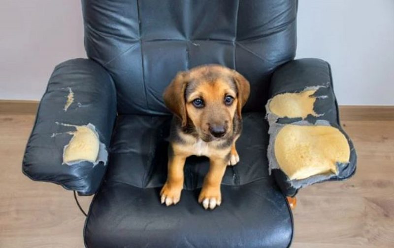 Cachorros estressados podem causar destruição em casa, como mostra a imagem do sofá roído 