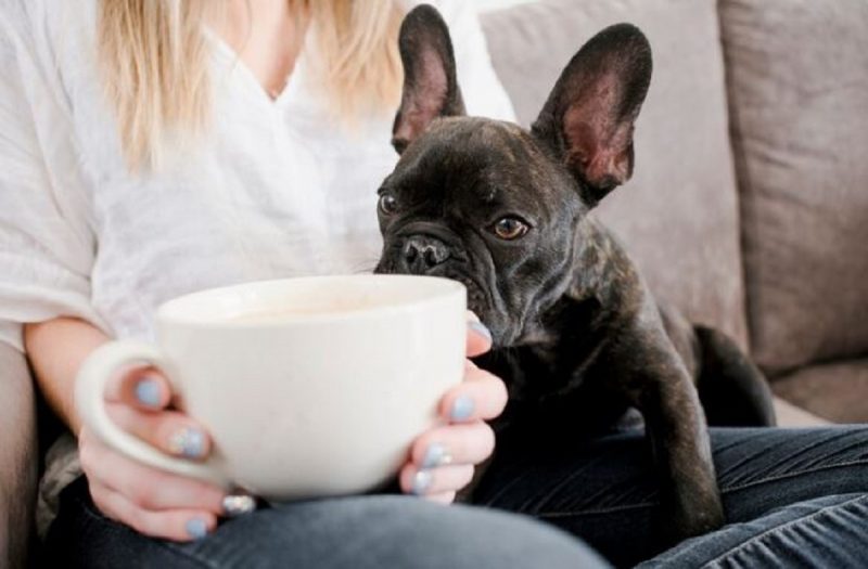 Cachorro não come? Veja alimentos que podem ajudar 