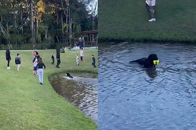 Cachorro travesso viralizou na internet após participar de brincadeira infantil 