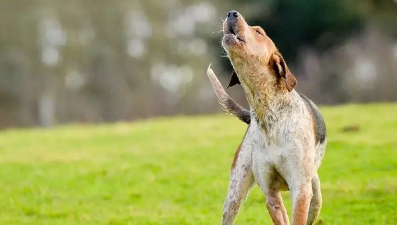 Cachorros uivam em um campo aberto 