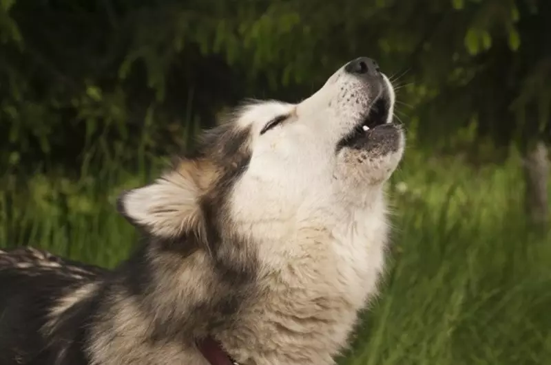 Husky uivando com uma paisagem florestal de fundo