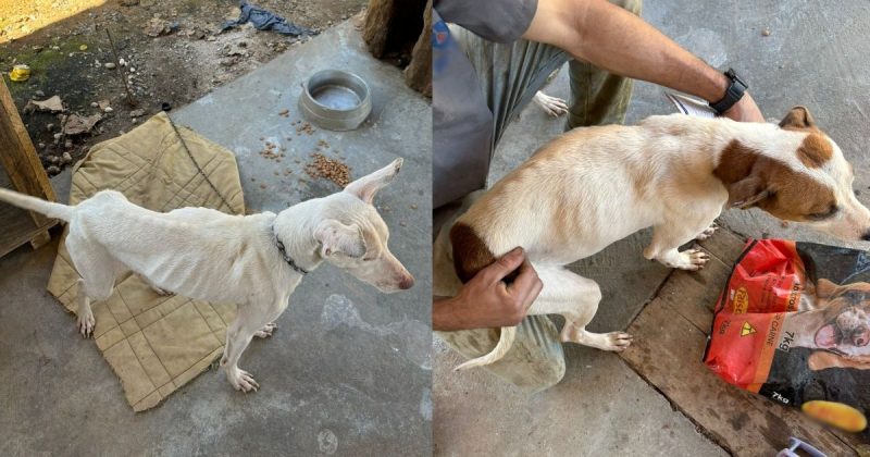 Cachorros em situação de maus-tratos são resgatados e tutor é preso em Joinville