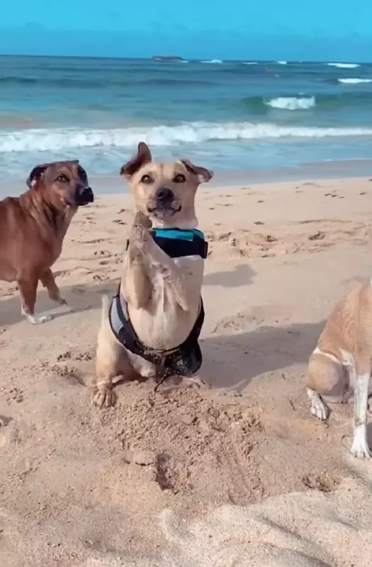 Cachorro dançando para surfar