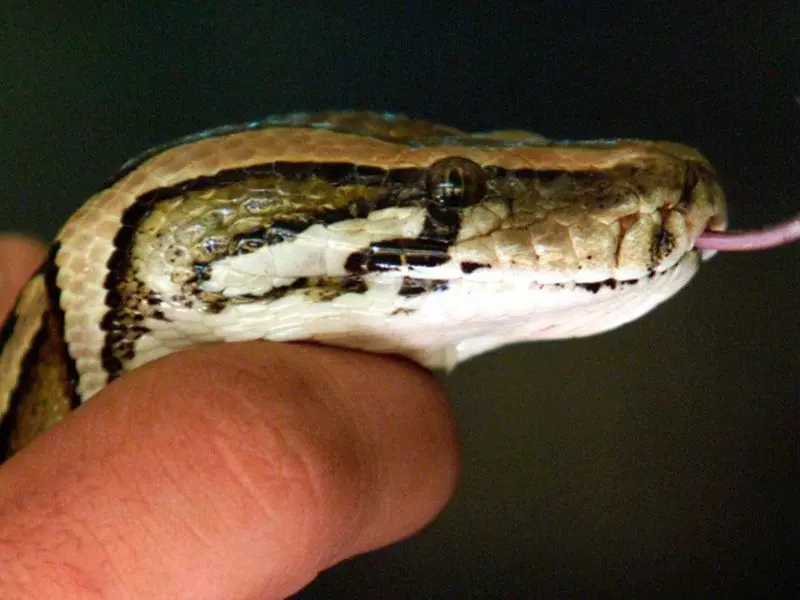 Cobra entrou em uma área de alta tensão e provocou um apagão de energia elétrica 