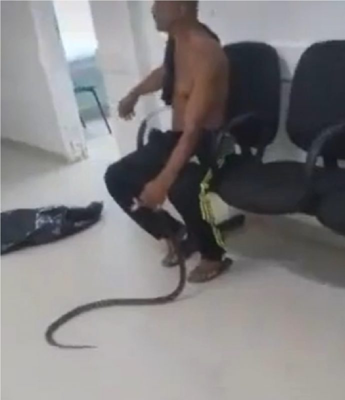 Homem picado por jararaca segurando cobra em UPA