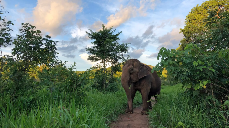 Elefante caminhando pela natureza 