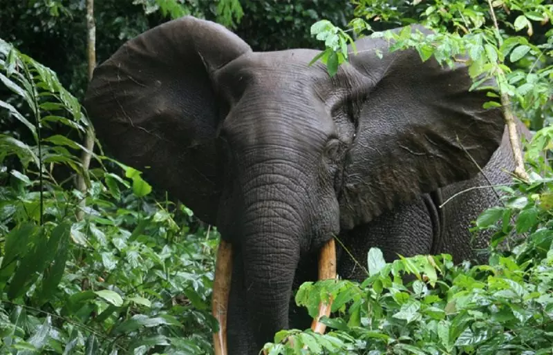 Elefante Africano da Floresta na natureza