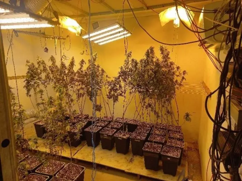 Estufa com plantação de maconha foi encontrada em casa do suspeito 