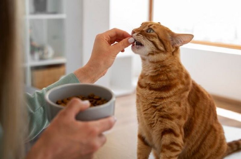 Médica Veterinária insiste que ao notar qualquer alteração no comportamento do bichano, leve-o ao médico-veterinário